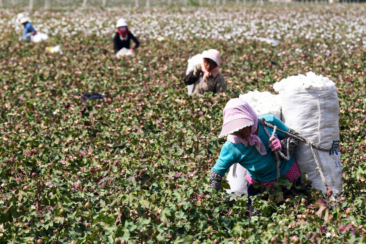 This photo taken on Sept. 20, 2015 shows Chinese farmers picking cotton in the fields during the harvest season in Hami, in northwest China's Xinjiang region. (STR/AFP via Getty Images)
