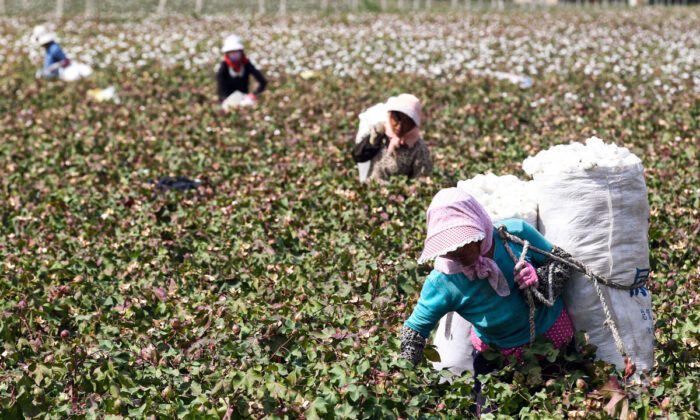 This photo taken on Sept. 20, 2015 shows Chinese farmers picking cotton in the fields during the harvest season in Hami, in northwest China's Xinjiang region. (STR/AFP via Getty Images)