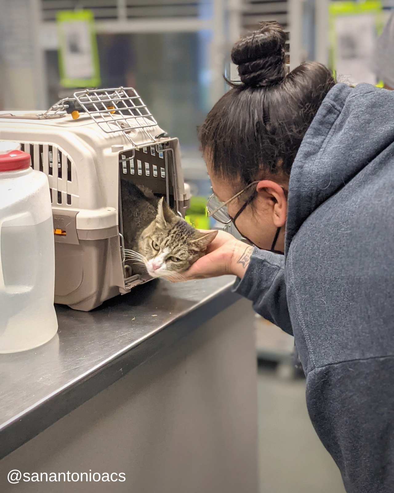 The Cat Lady's Haven: Rockport Animal Shelter's Sanctuary For Feline Delights