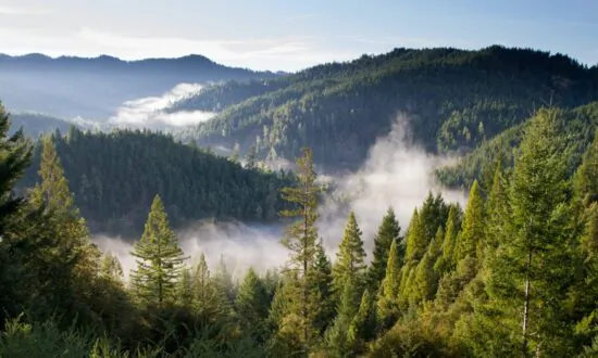Logging and the Art of Gardening