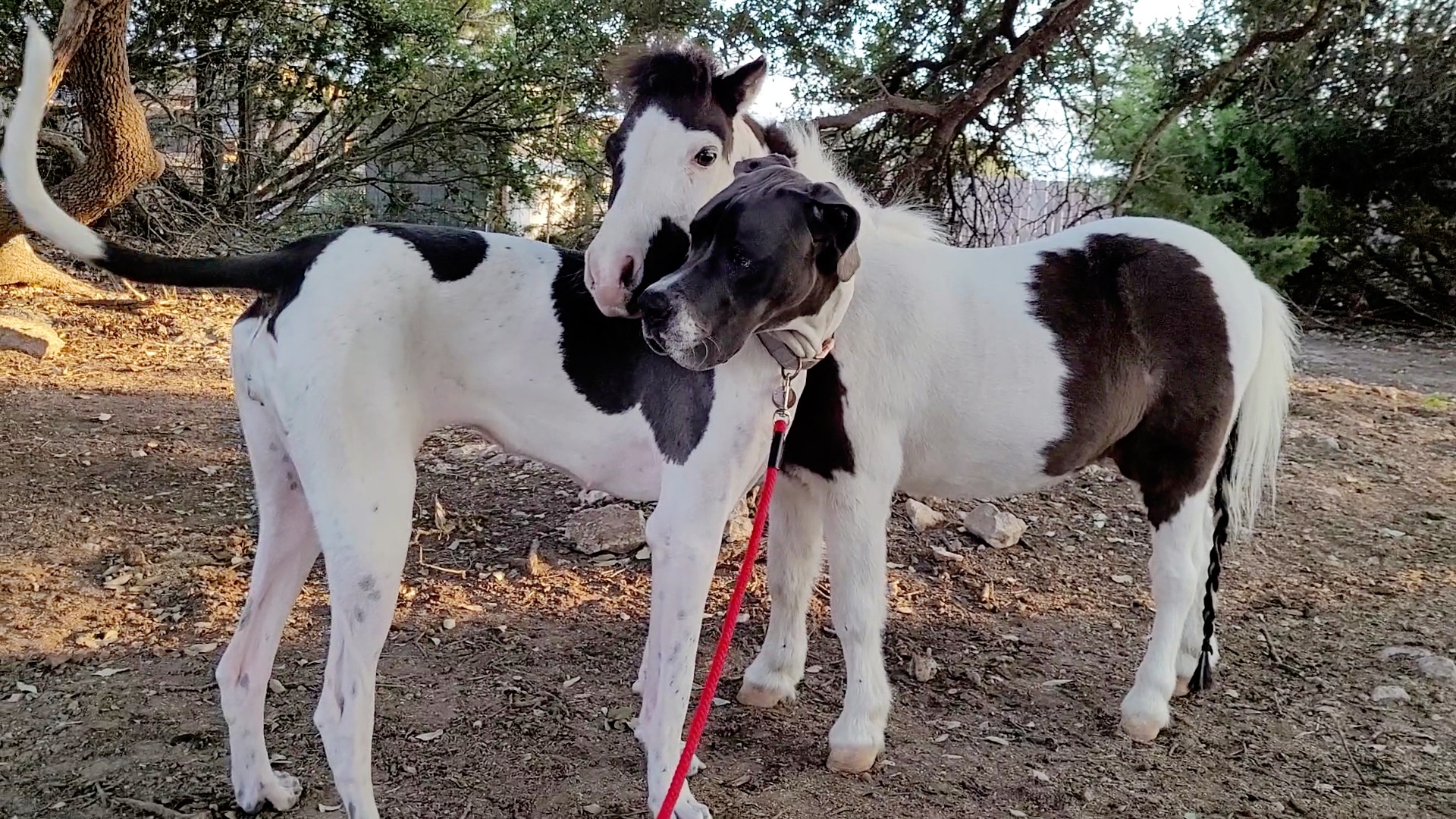 is there such a thing as a miniature great dane