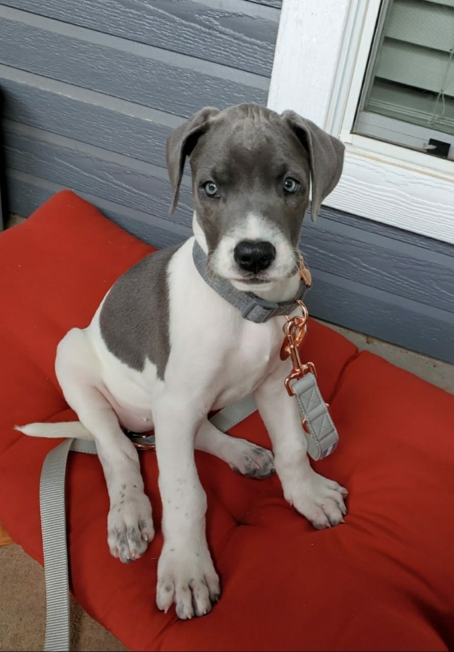 is there such a thing as a miniature great dane