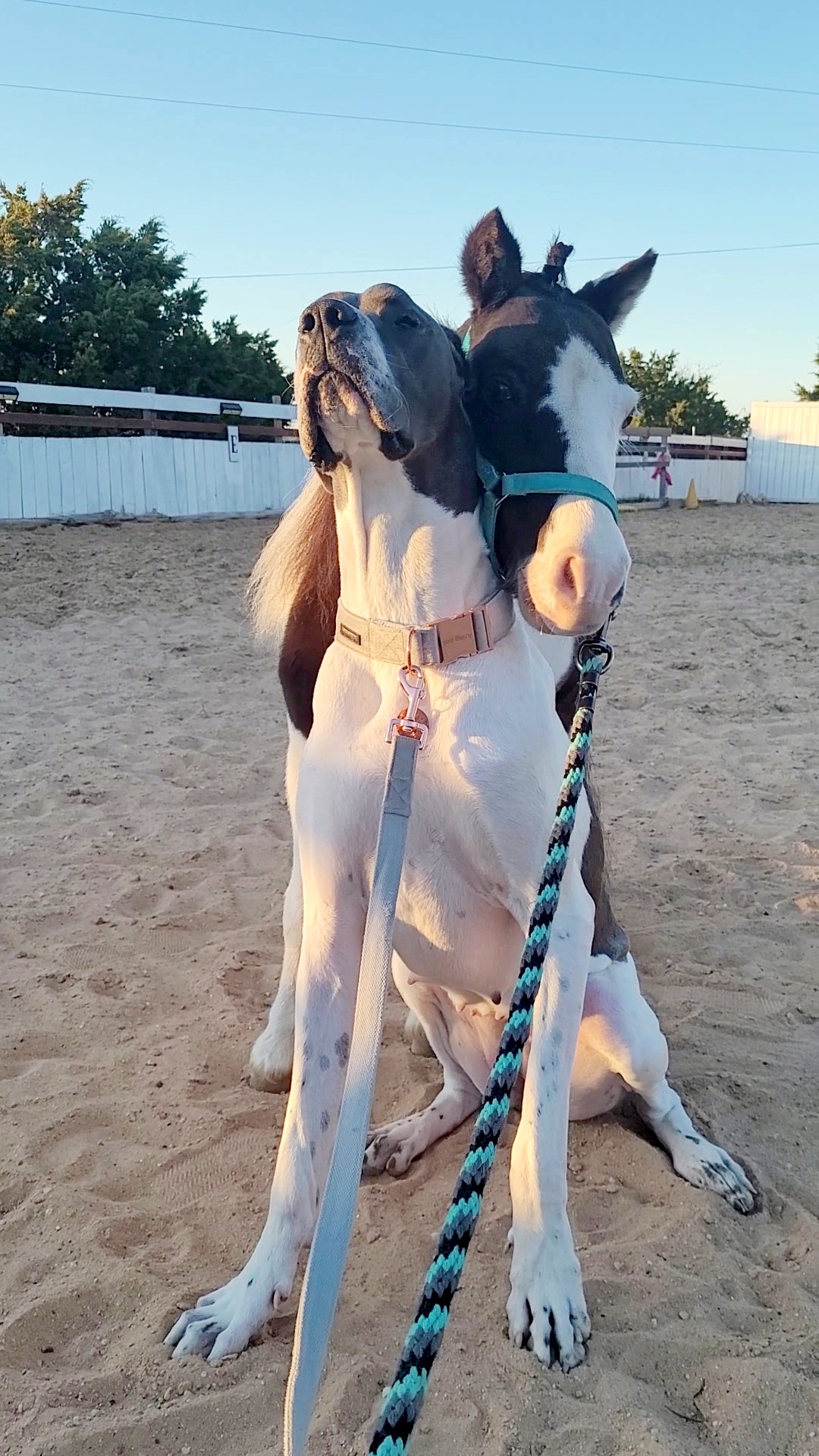 Big Dog or Small Horse Pet Dog Bowl Large Giant Puppy Miniature Horse Mini  Pony Great Dane Tiktok 