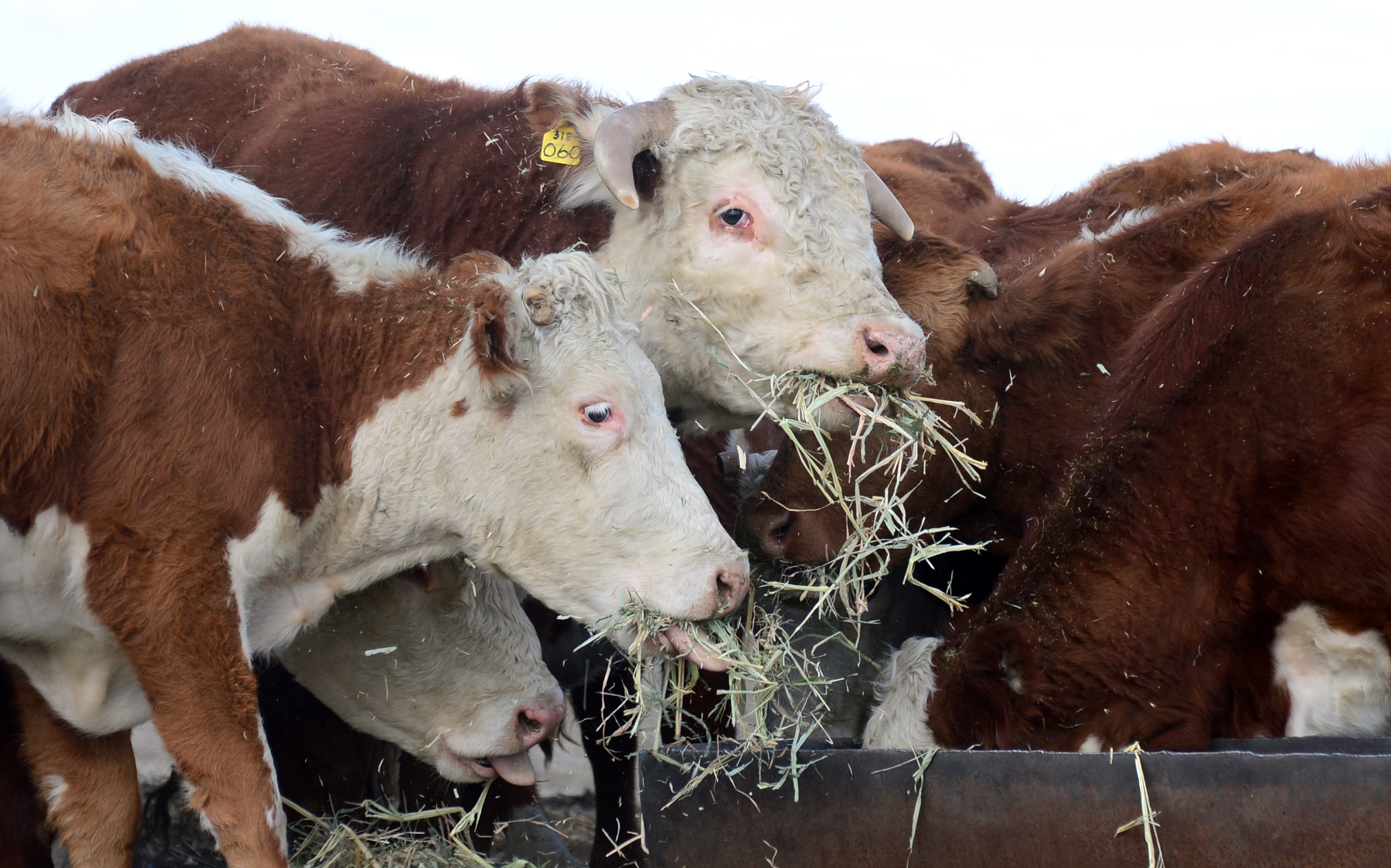 Farmers Sound Warning Amid Sharp Rise in Animal Feed Prices - Vimarsana News