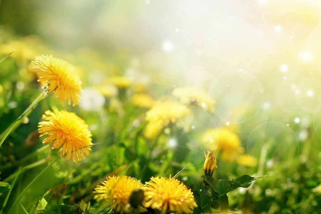 Every part of the dandelion is edible and now researchers are discovering it may help treat COVID-19.(LedyX/Shutterstock)