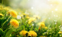 Dandelions Versus COVID-19 and Other Diseases
