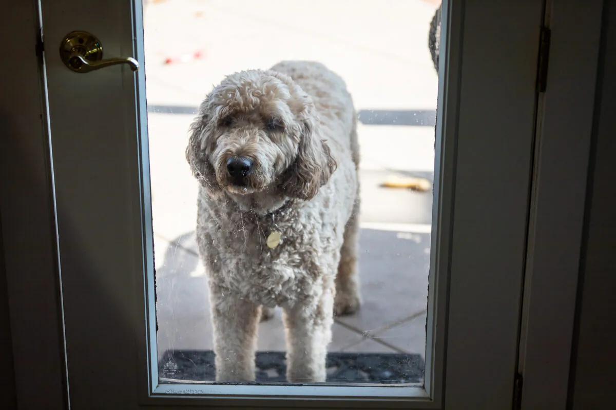A dog stares into a home through a glass door in Coto De Caza, Calif., on Nov. 25, 2020. (John Fredricks/The Epoch Times)