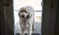 California Gets Tough on Fraudulent Service Animals