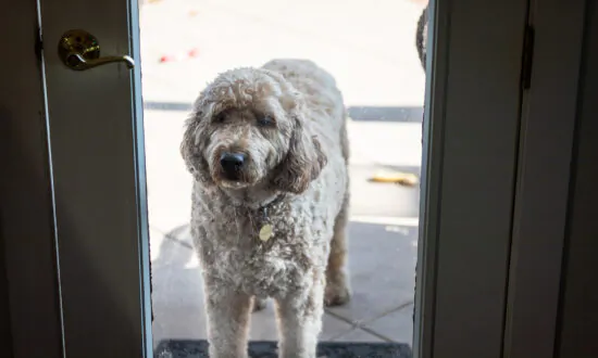 California Gets Tough on Fraudulent Service Animals
