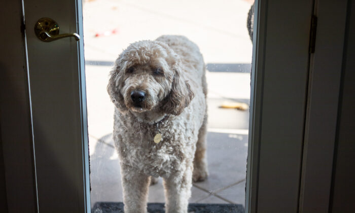 A dog stares into a home through a glass door in Coto De Caza, Calif., on Nov. 25, 2020. (John Fredricks/The Epoch Times)