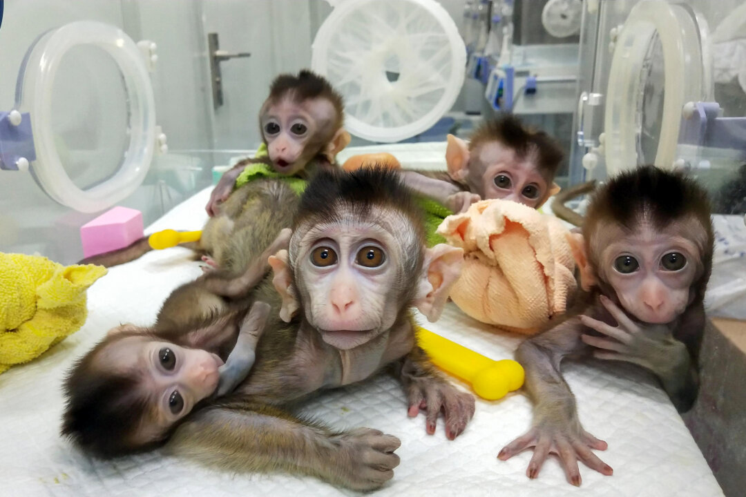 Cloned macaques at a research institution in Shanghai on Nov. 27, 2018, are shown in a photo released on Jan. 24, 2019, by the Chinese Academy of Sciences Institute of Neuroscience. Chinese scientists said the five monkeys were cloned from a single animal that was genetically engineered to have a sleep disorder, and said that the cloning could aid research into human psychological problems. (AFP via Getty Images)