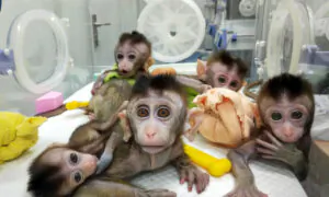 IN-DEPTH: Access to Pet Cloning Growing Worldwide Despite High Costs, Skepticism