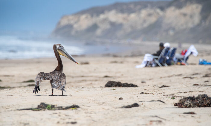Pelicans are released back into the wild at Crystal Cove State Park in Newport Beach, Calif., on June 22, 2021. (John Fredricks/The Epoch Times)