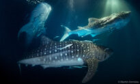 VIDEOS: Diver Captures ‘Insane’ Moment 20 Whale Sharks in Feeding Frenzy Gulp Plankton Beside Boat