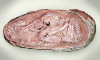 Researchers Find Fossilized Egg Containing Remains of World’s Most Complete Baby Dinosaur Embryo