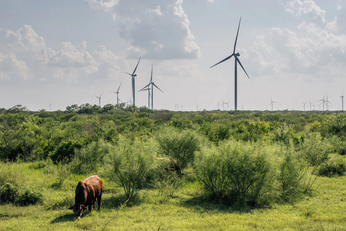 Wind turbines in Papalote, Texas, on June 15, 2021. (Brandon Bell/Getty Images)