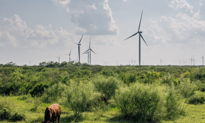 Wind turbines in Papalote, Texas, on June 15, 2021. (Brandon Bell/Getty Images)