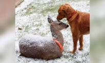 ‘A Special Relationship’: Golden Retriever and Deer Have Been Best Friends for 11 Years