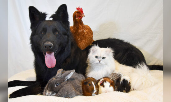 Photos: This Cute German Shepherd Is Best Friends With Dozens of Different Animals