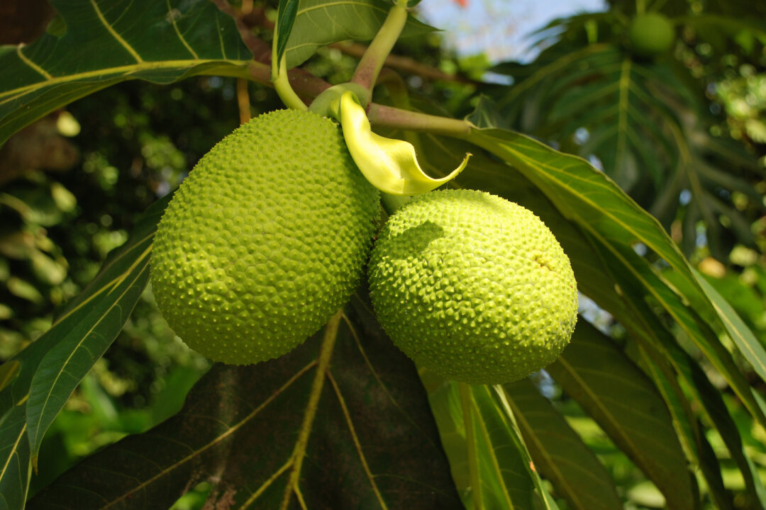 A pair of breadfruits hanging on the breadfruit tree. By Astudent82/Shutterstock