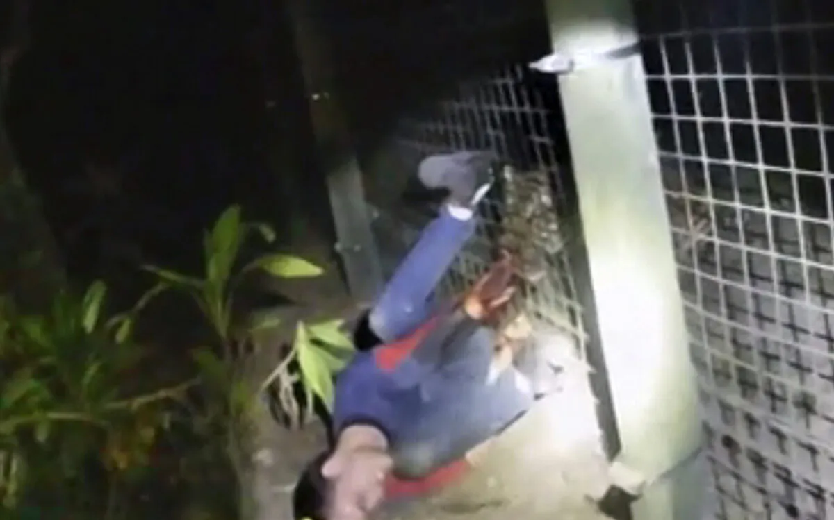 This photo from police body camera footage shows a Malayan tiger grabbing the arm of a man at the Naples Zoo in Naples, Fla. (Collier County Sheriff's Office via AP)