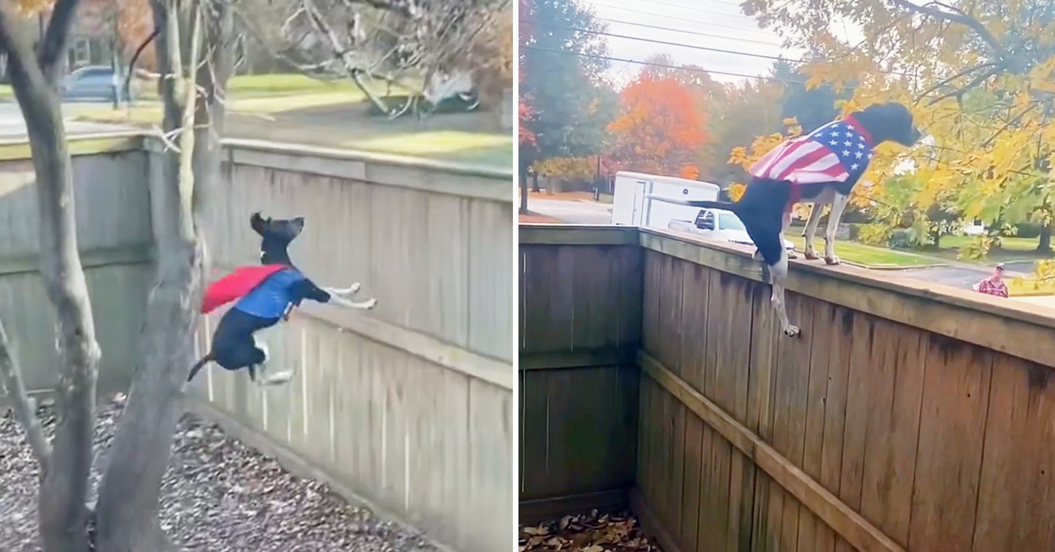 Video Man Builds Tall Fence to Keep His ‘Airborne’ Dog in the Yard