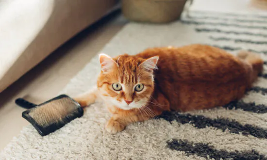 Even Indoor Cats Need Rabies Vaccination