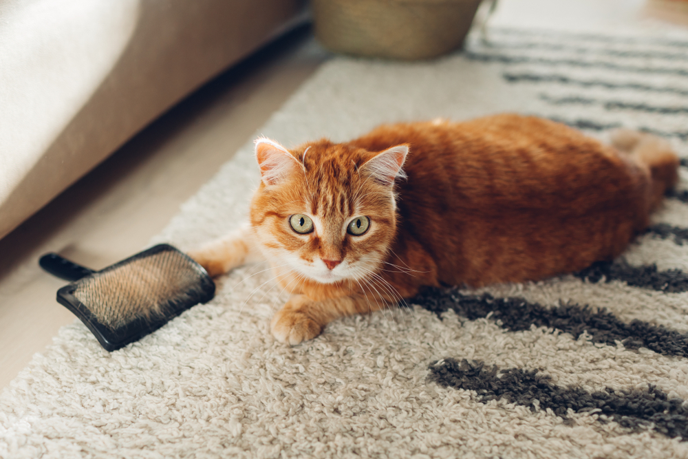 The mess of pet hair can be enough to drive pet owners nuts. (Mariia Boiko/Shutterstock)