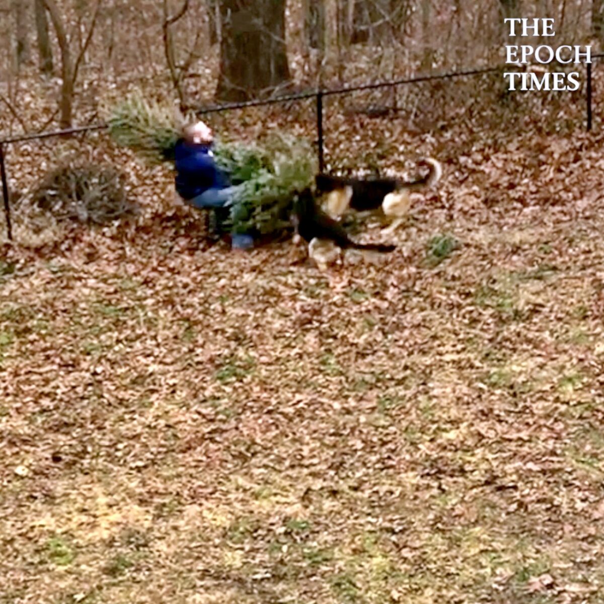 Dogs Use All Their Might to Stop Owner From Throwing Away Christmas Tree