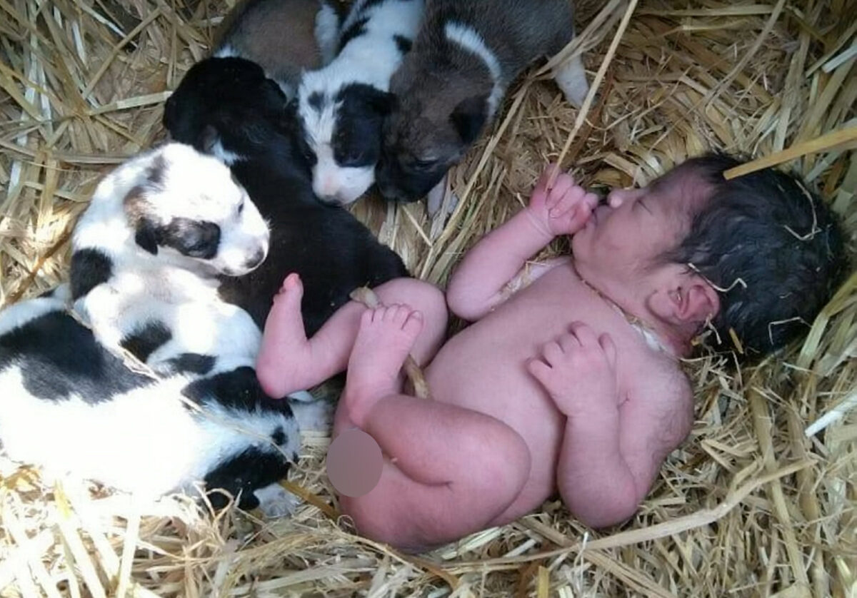 Dog Saves Abandoned Newborn Baby, Protecting Her Like One of Her Puppies