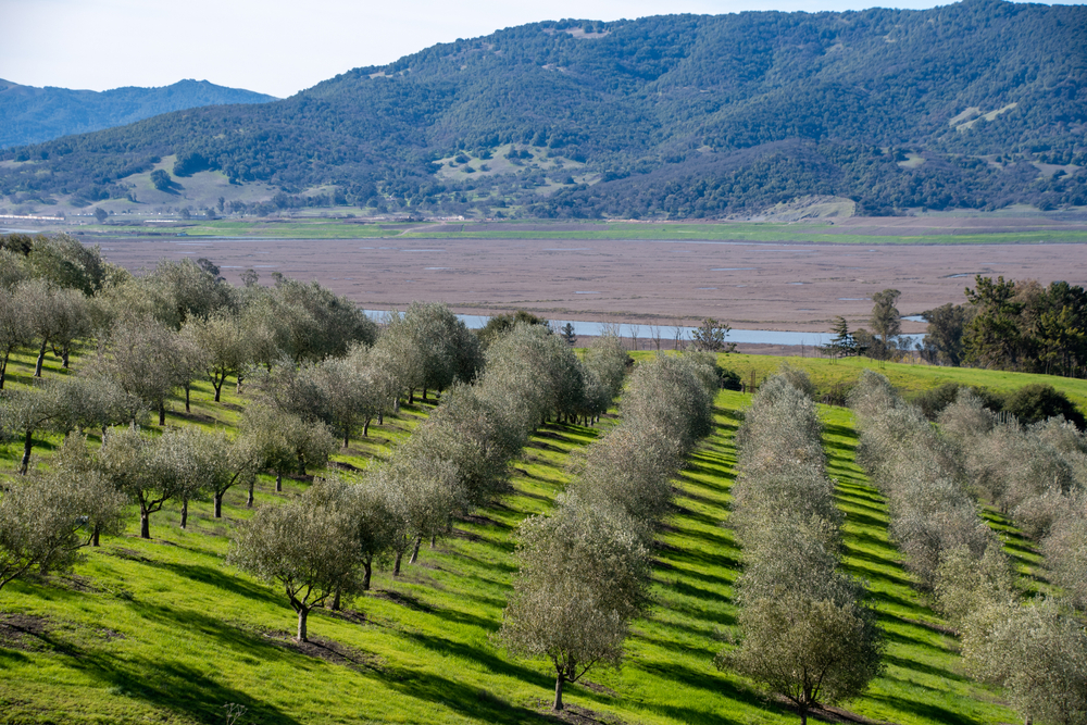 Landscape,Of,An,Olive,Grove,In,Sonoma,County,,California.