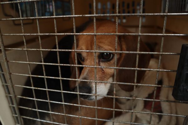 Epoch Times Photo