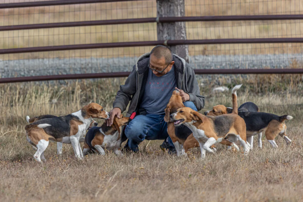 An animal caretaker with a group of rescued beagles at the Kindness Ranch Animal Sanctuary in Wyoming in 2021. (Courtesy of John Ramer)