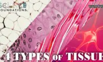 Science Foundations (Episode 12): The Four Types of Tissue
