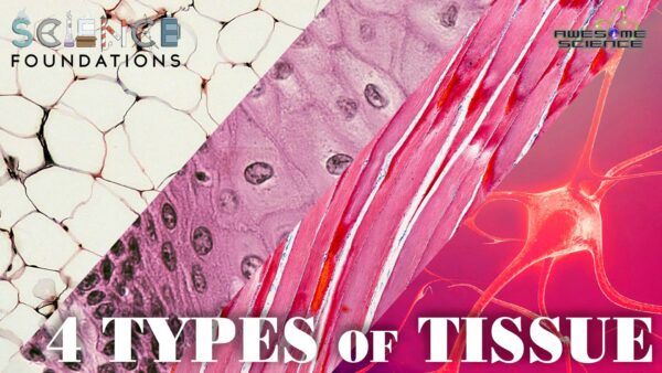 Science Foundations (Episode 12): The Four Types of Tissue