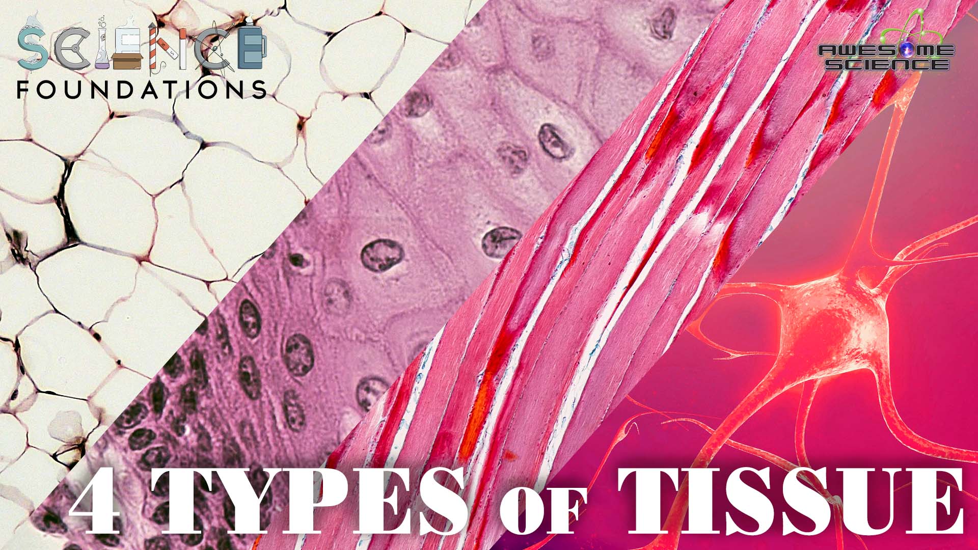Science Foundations (Episode 12): The Four Types of Tissue | EpochTV