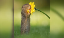 Dutch Photographer Captures Adorable Ground Squirrels Delicately Sniffing Flowers in Fantasy-Like Landscapes