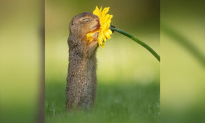 Dutch Photographer Captures Adorable Ground Squirrels Delicately Sniffing Flowers in Fantasy-Like Landscapes thumbnail