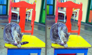 Spot the Difference Daily – Can You Find the 10 Differences?