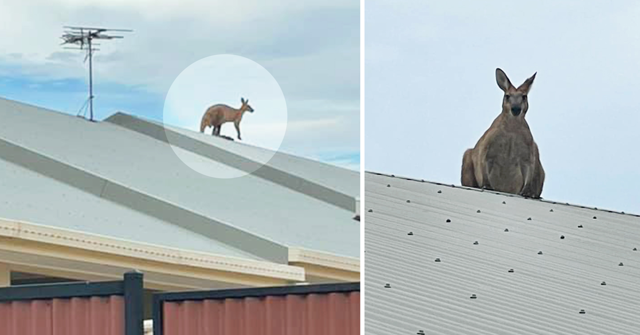 Kangaroo Rescued After Mysteriously Getting Stranded on a Sloped Roof in Australia - Vimarsana News