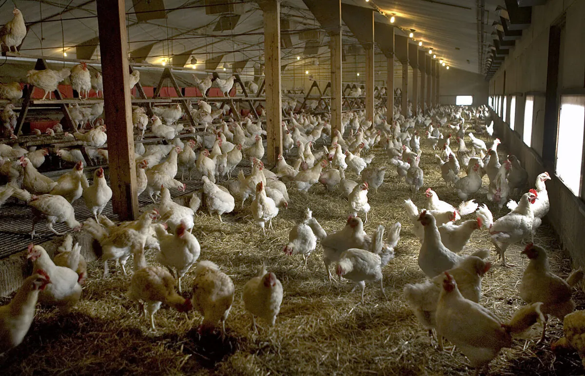 Chickens are seen indoors in a file photo. (Michael Kooren/Reuters)