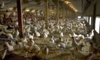 New Dutch H5N1 Bird Flu Outbreak Will See 190,000 Chickens Culled