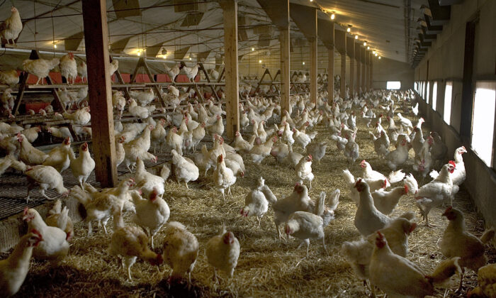 Chickens are seen indoors in a file photo. (Michael Kooren/Reuters)