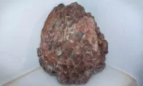 Paleontologists Extract 30 Preserved Titanosaur Eggs From 2-Ton Fossilized Dinosaur Nest in Northern Spain