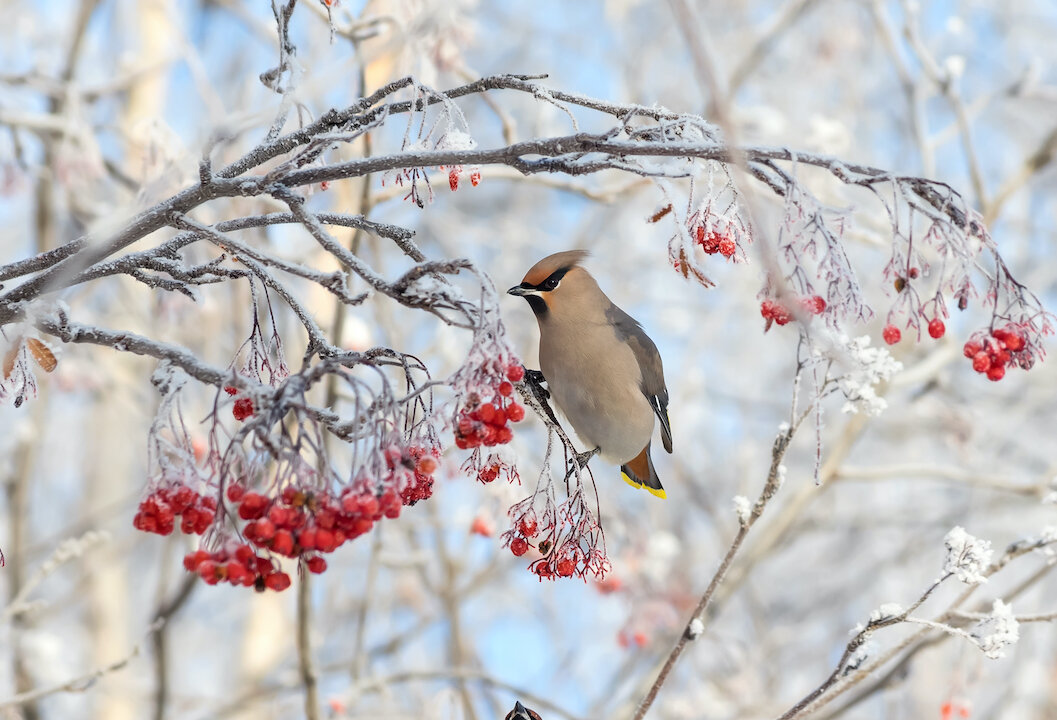 "Birds are sensitive to the awakening of the new yang energy and begin their preparations
for spring.
"(Leonid Ikan/SHutterstock)