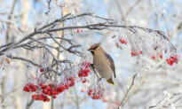 Wellness Tips for the Coldest Time of Year