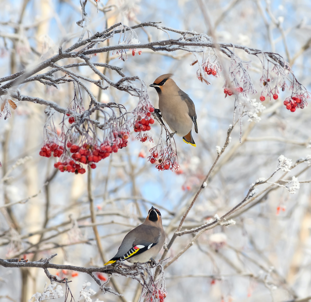 "Birds are sensitive to the awakening of the new yang energy and begin their preparations 
for spring.
"(Leonid Ikan/SHutterstock)