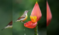 Photographer Snaps Stunning Photos of Male Purple-Rumped Sunbird Hunting Nectar From Banana Flower Petals