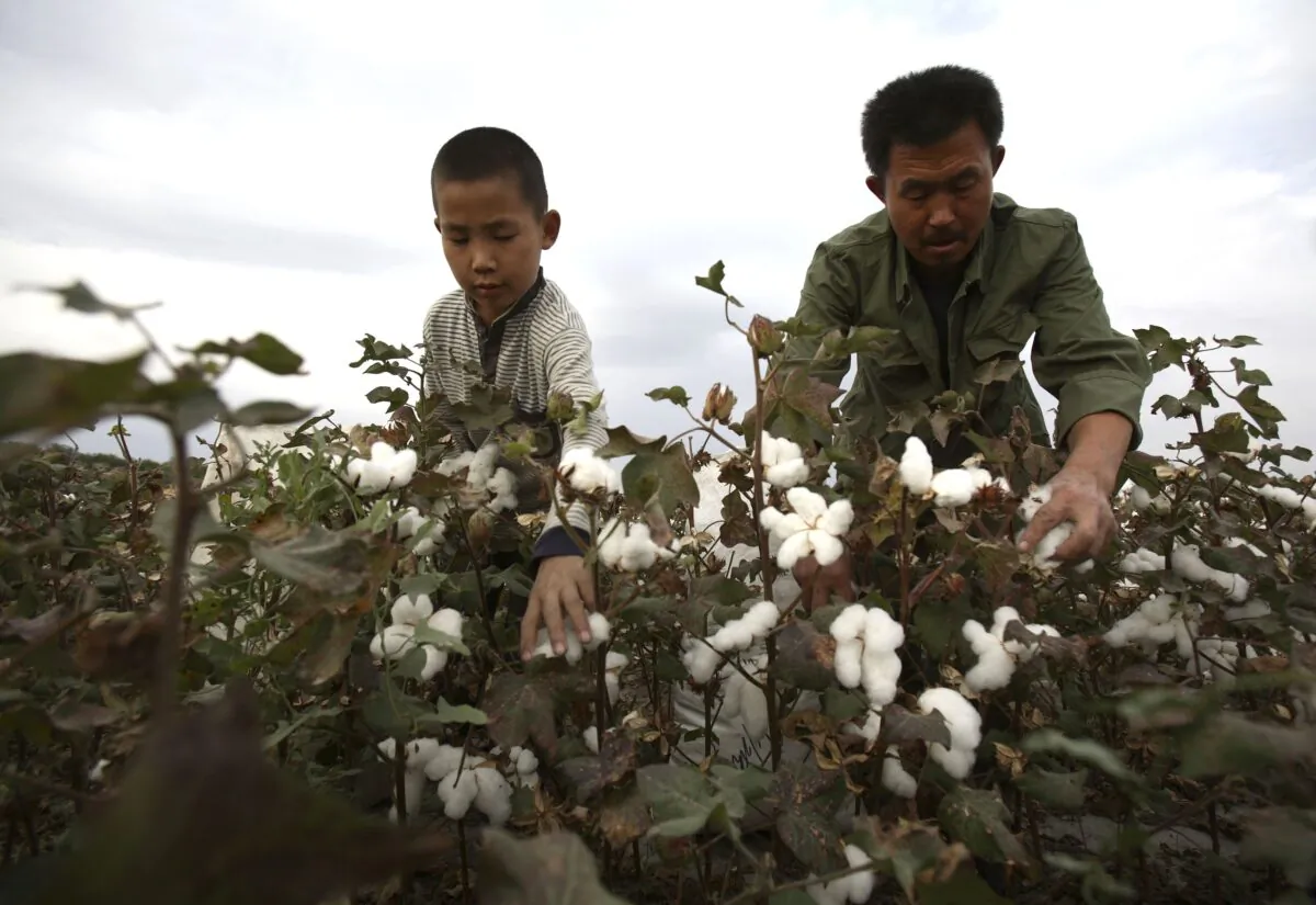 A farmer and his son pick cotton in a cotton field in Shihezi of Xinjiang, China on Sept. 22, 2007. (China Photos/Getty Images)