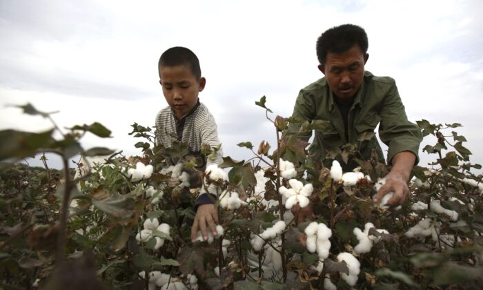 A farmer and his son pick cotton in a cotton field in Shihezi of Xinjiang, China on Sept. 22, 2007. (China Photos/Getty Images)
